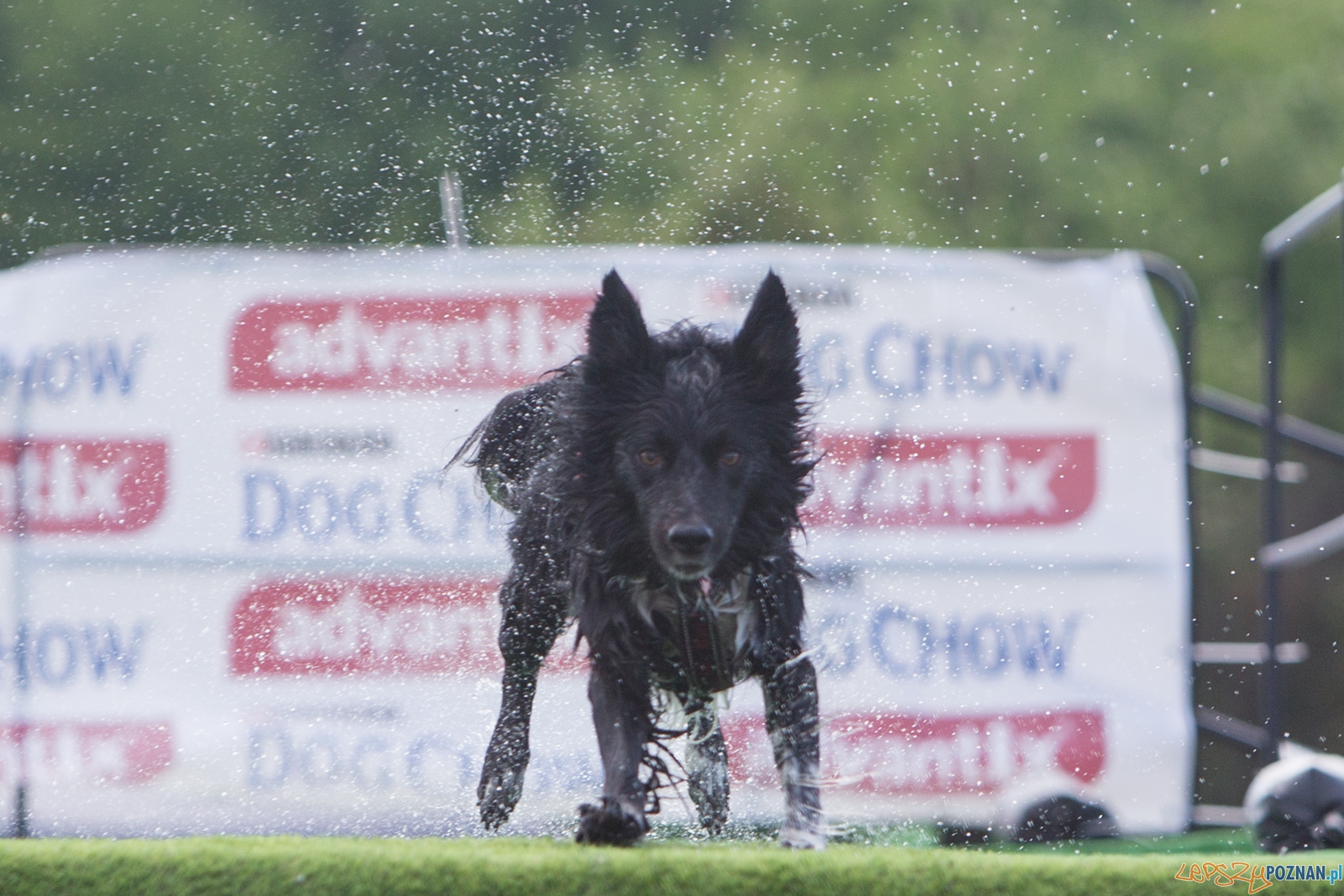 Latajace Psy Foto: lepszyPOZNAN.pl / Piotr Rychter Latajace Psy Foto: lepszyPOZNAN.pl / Piotr Rychter
