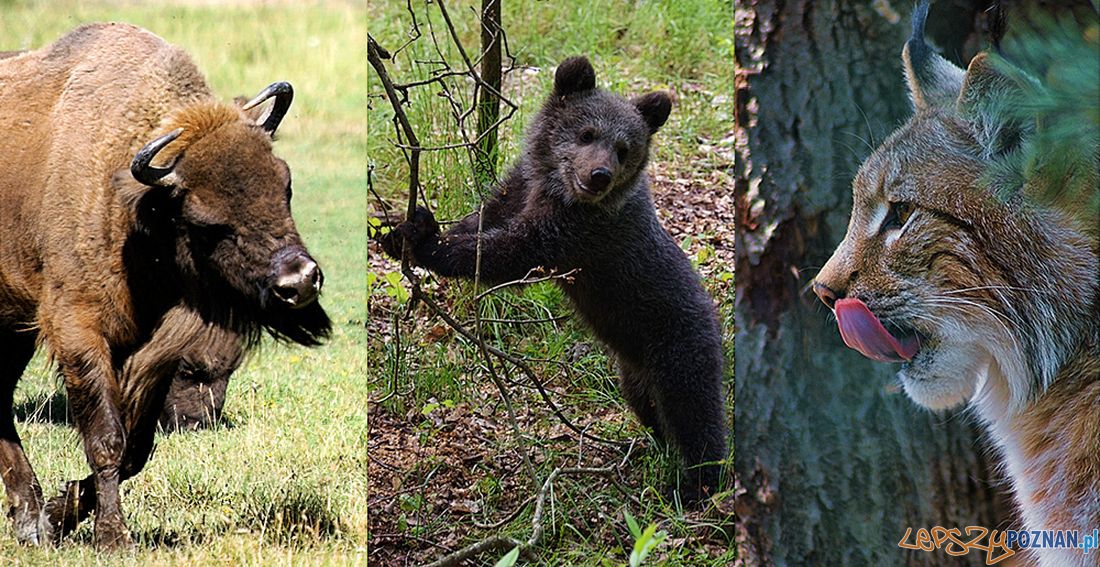 Apel w obronie Puszczy Foto: ZOO Apel w obronie Puszczy Foto: ZOO