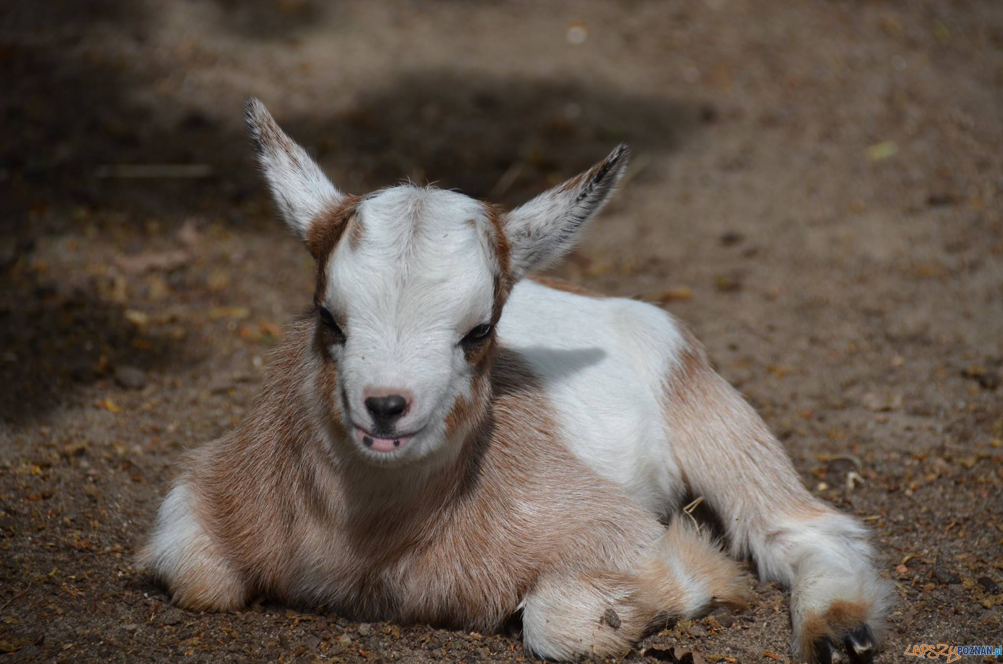 Tadzik - koźlątko z poznańskiego ZOO Foto: ZOO /facebook Tadzik - koźlątko z poznańskiego ZOO Foto: ZOO /facebook