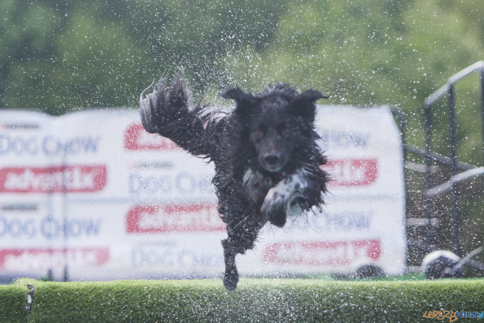 Latajace Psy Foto: lepszyPOZNAN.pl / Piotr Rychter Latajace Psy Foto: lepszyPOZNAN.pl / Piotr Rychter