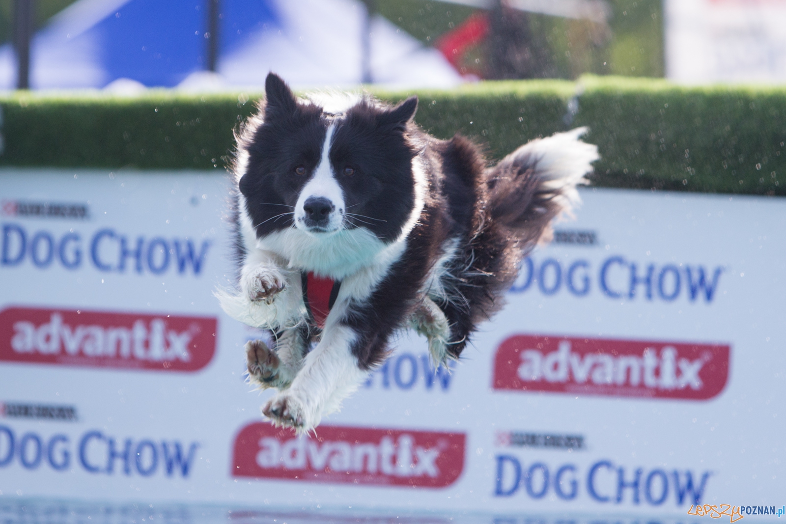 Latajace Psy Foto: lepszyPOZNAN.pl / Piotr Rychter Latajace Psy Foto: lepszyPOZNAN.pl / Piotr Rychter