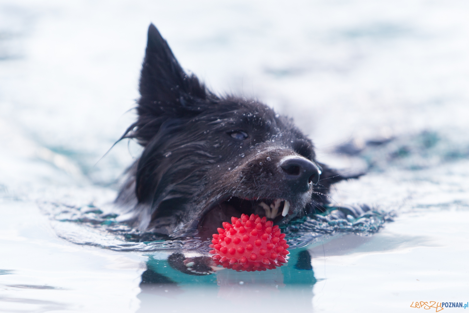 Latajace Psy Foto: lepszyPOZNAN.pl / Piotr Rychter Latajace Psy Foto: lepszyPOZNAN.pl / Piotr Rychter