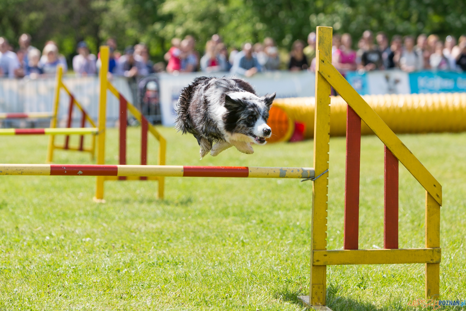Latajace Psy Foto: lepszyPOZNAN.pl / Piotr Rychter Latajace Psy Foto: lepszyPOZNAN.pl / Piotr Rychter