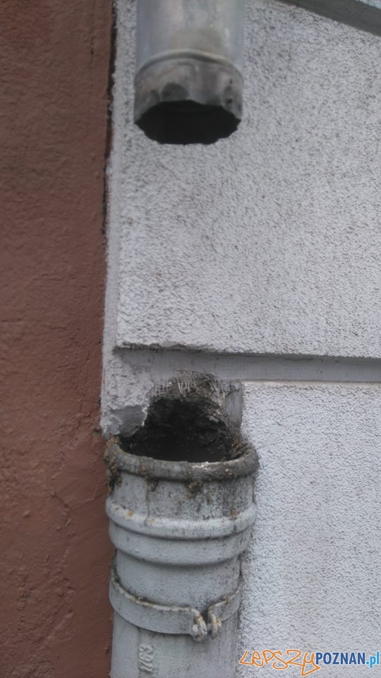 Eko-Patrol ratuje uwięzionego gawrona Foto: Straż Miejska Eko-Patrol ratuje uwięzionego gawrona Foto: Straż Miejska