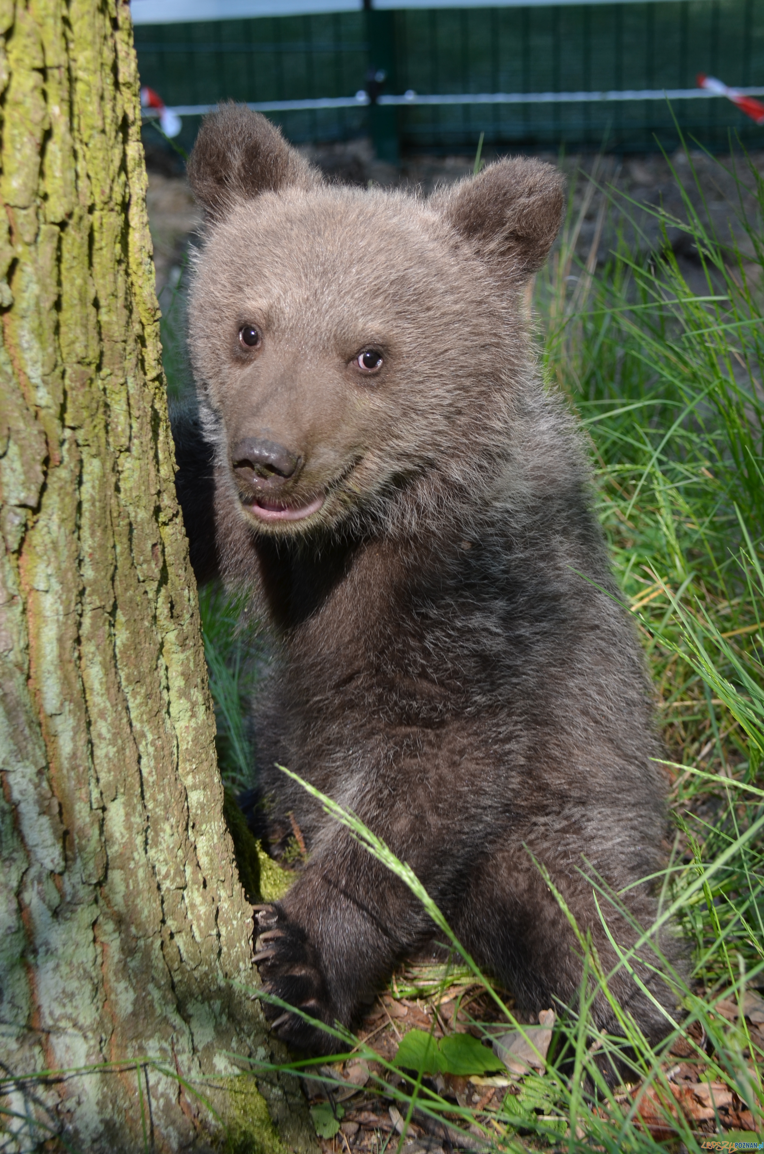Cisna poznała wybieg Foto: Zoo Cisna poznała wybieg Foto: Zoo
