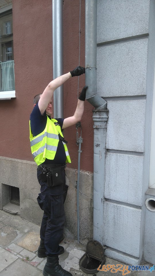 Eko-Patrol ratuje uwięzionego gawrona Foto: Straż Miejska Eko-Patrol ratuje uwięzionego gawrona Foto: Straż Miejska