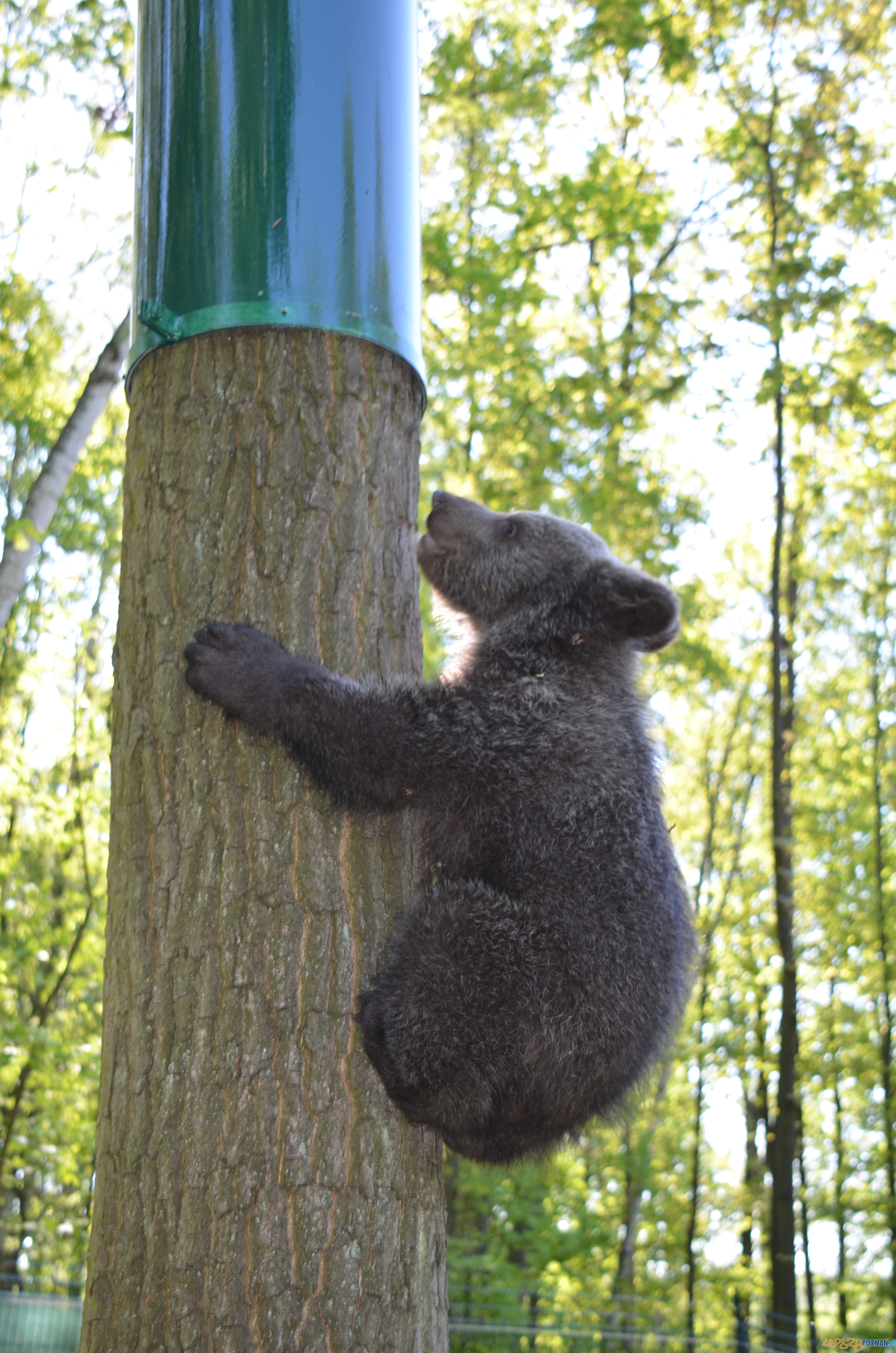 Cisna poznała wybieg Foto: Zoo Cisna poznała wybieg Foto: Zoo