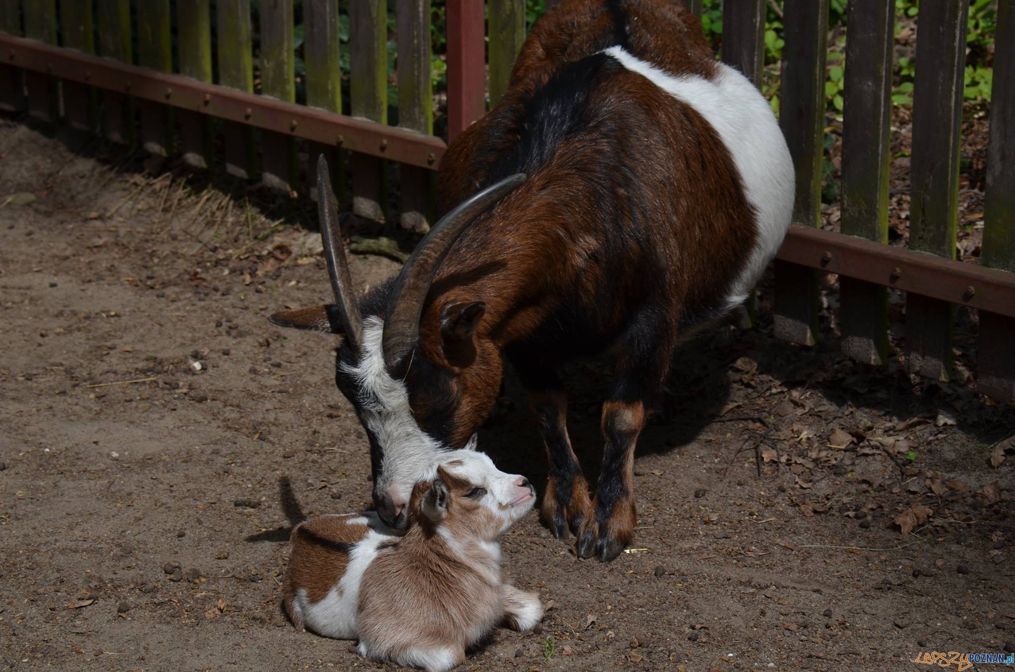 Tadzik z mama Foto: ZOO /facebook Tadzik z mama Foto: ZOO /facebook