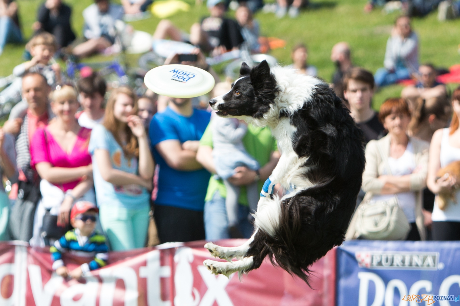 Latajace Psy Foto: lepszyPOZNAN.pl / Piotr Rychter Latajace Psy Foto: lepszyPOZNAN.pl / Piotr Rychter