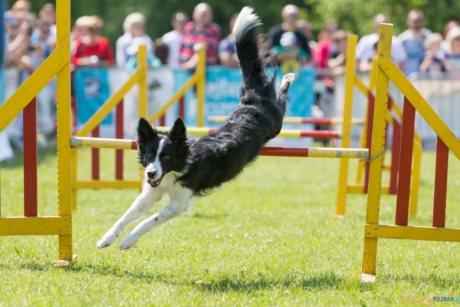 Latajace Psy Foto: lepszyPOZNAN.pl / Piotr Rychter Latajace Psy Foto: lepszyPOZNAN.pl / Piotr Rychter
