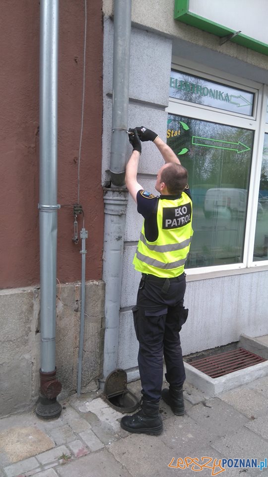 Eko-Patrol ratuje uwięzionego gawrona Foto: Straż Miejska Eko-Patrol ratuje uwięzionego gawrona Foto: Straż Miejska