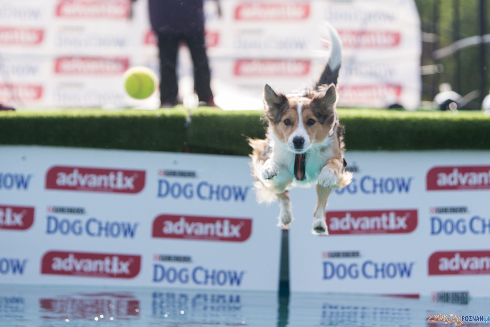 Latajace Psy Foto: lepszyPOZNAN.pl / Piotr Rychter Latajace Psy Foto: lepszyPOZNAN.pl / Piotr Rychter