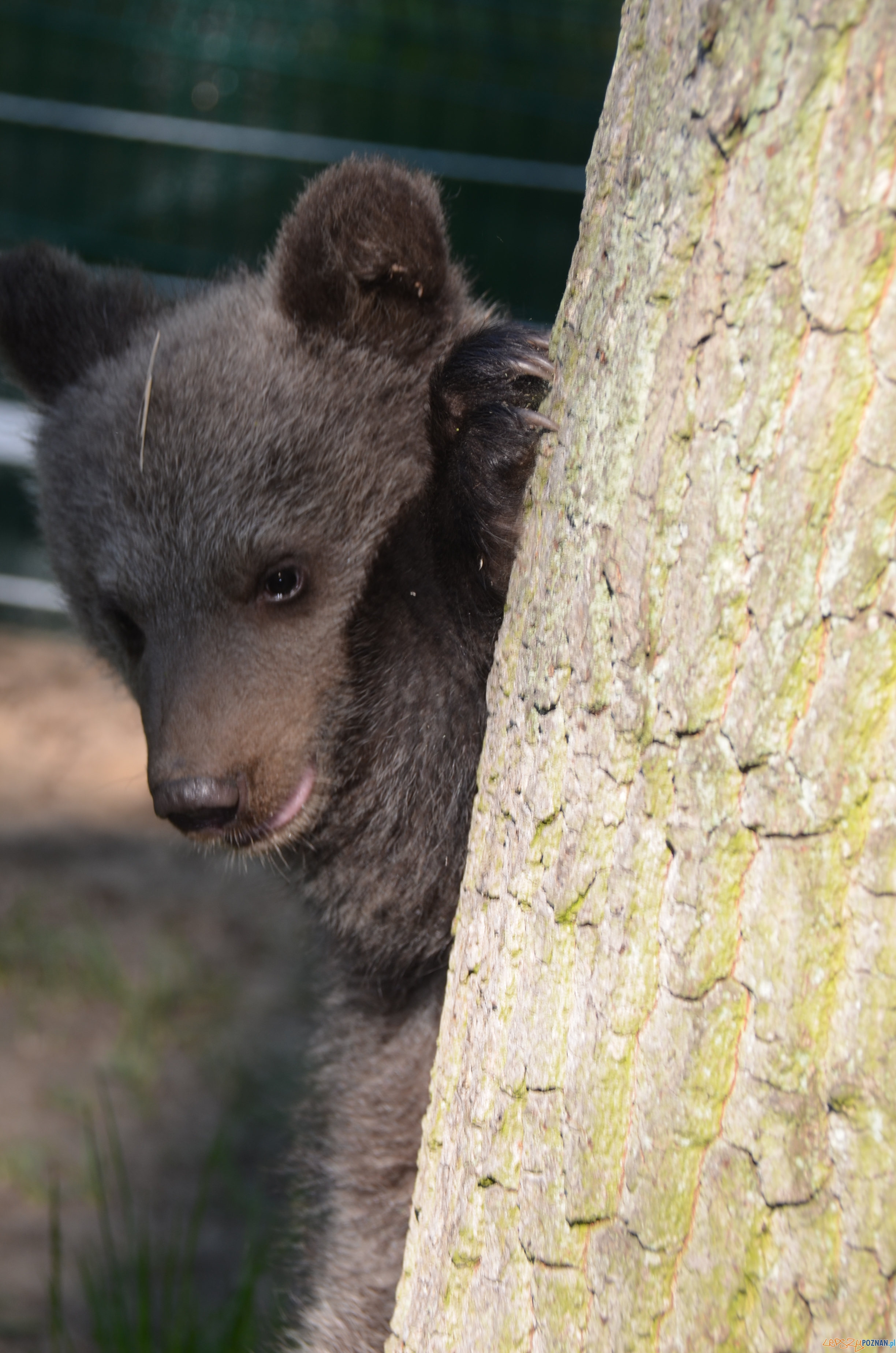Cisna poznała wybieg Foto: Zoo Cisna poznała wybieg Foto: Zoo