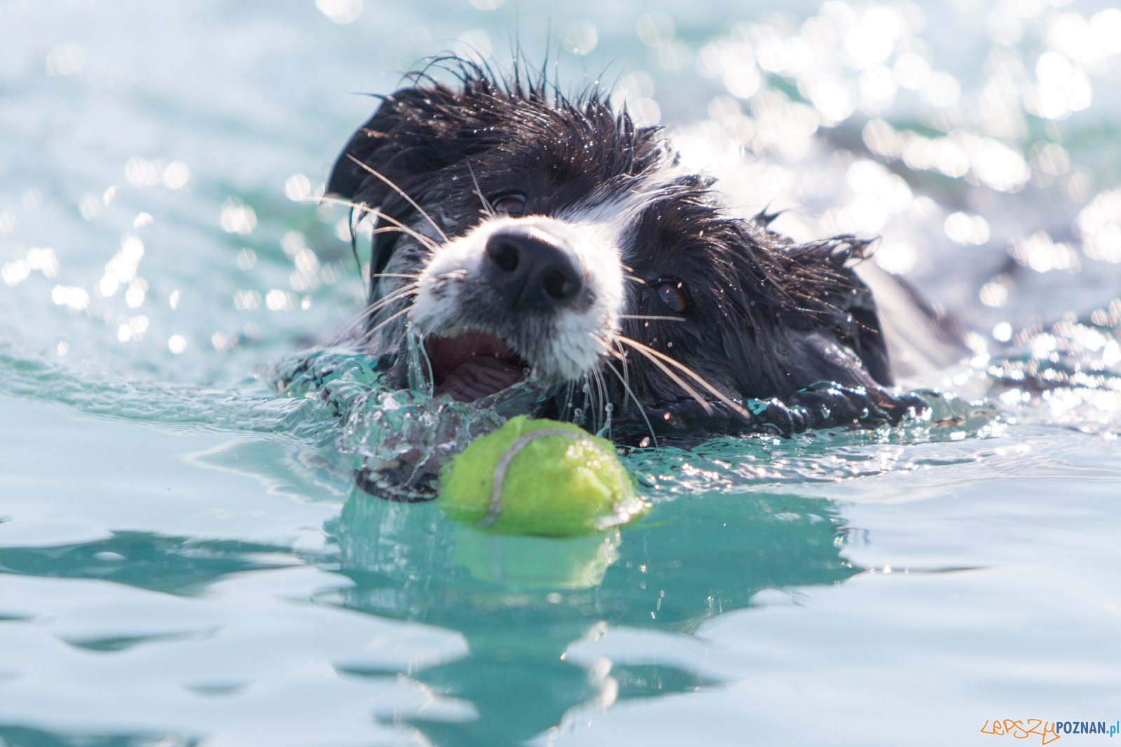 Latajace Psy Foto: lepszyPOZNAN.pl / Piotr Rychter Latajace Psy Foto: lepszyPOZNAN.pl / Piotr Rychter