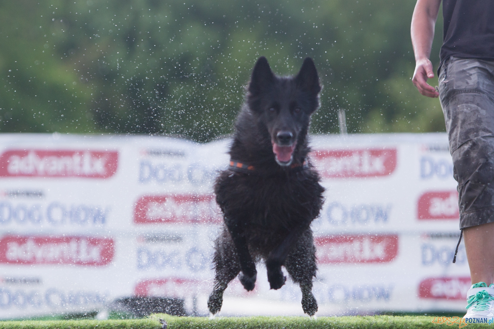 Latajace Psy Foto: lepszyPOZNAN.pl / Piotr Rychter Latajace Psy Foto: lepszyPOZNAN.pl / Piotr Rychter