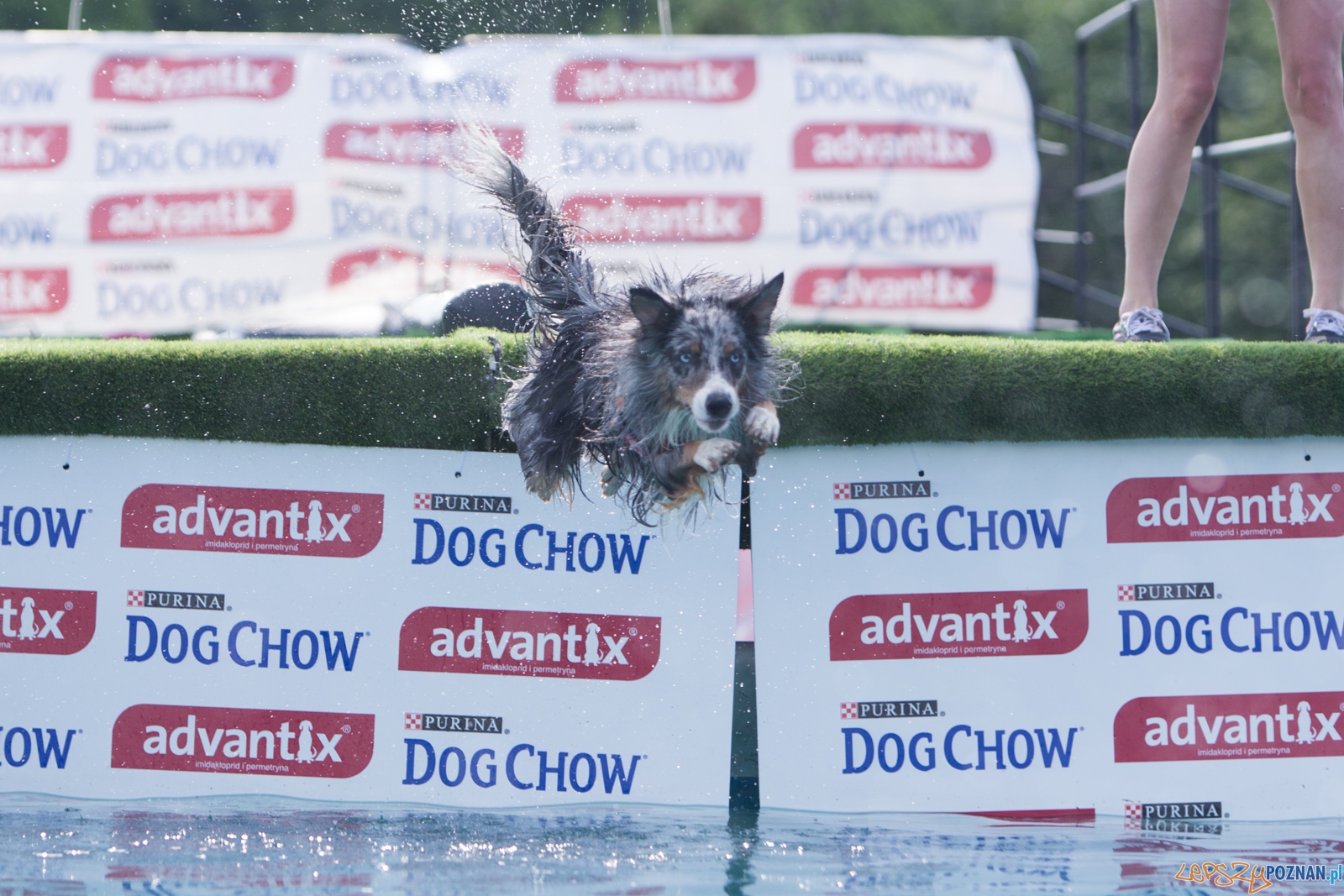 Latajace Psy Foto: lepszyPOZNAN.pl / Piotr Rychter Latajace Psy Foto: lepszyPOZNAN.pl / Piotr Rychter