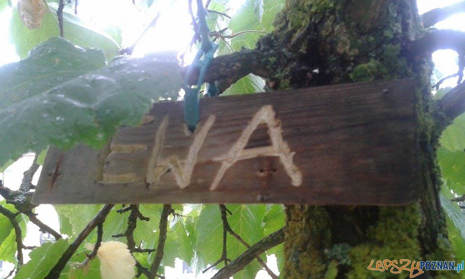 Czy Justyna będzie ścięta? Foto: facebook.com/poznan.antoninek / Ola Czy Justyna będzie ścięta? Foto: facebook.com/poznan.antoninek / Ola