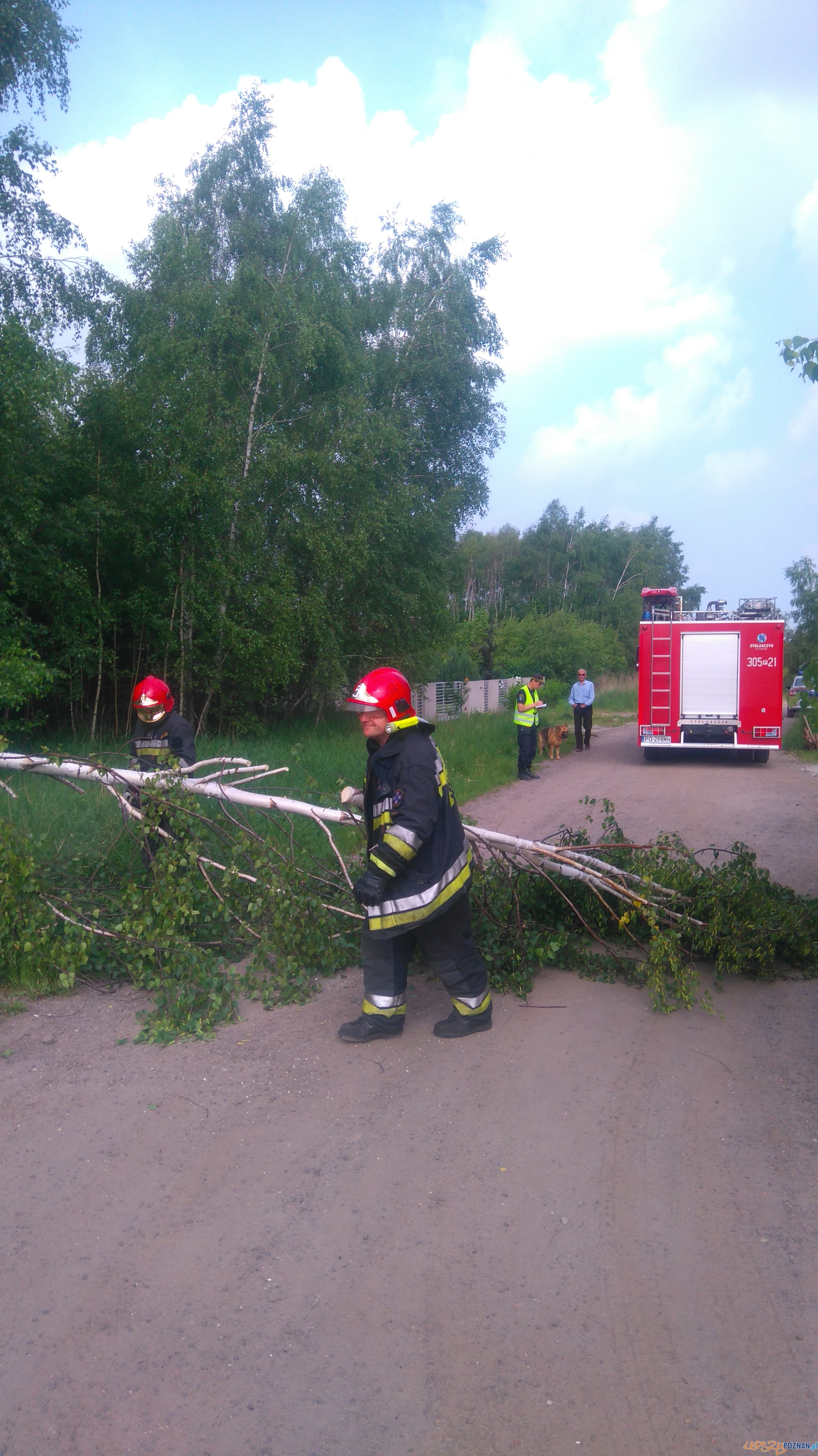 Niebezpieczne miejsca – pochylone drzewo Foto: Straż Miejska Niebezpieczne miejsca – pochylone drzewo Foto: Straż Miejska