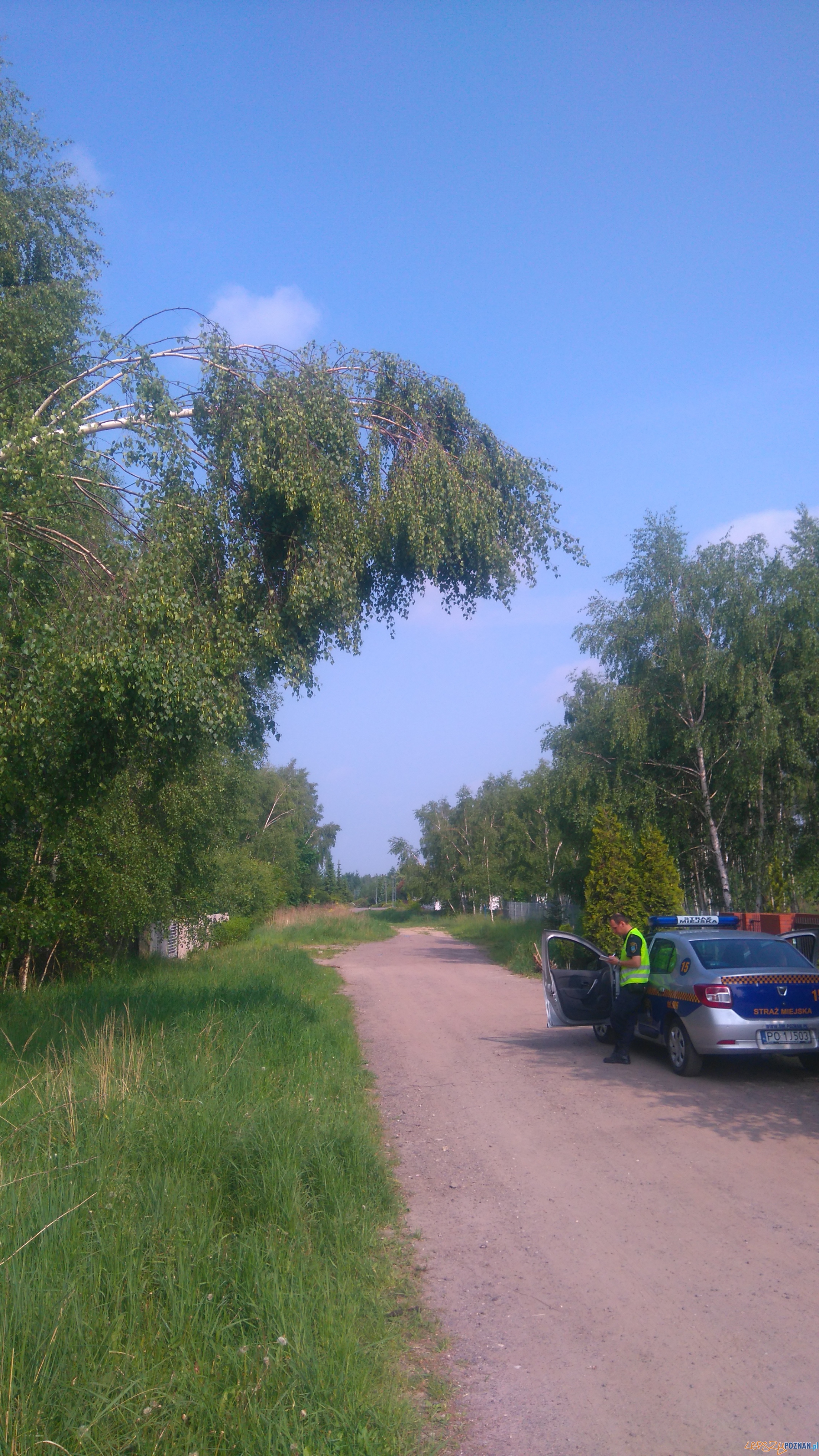 Niebezpieczne miejsca – pochylone drzewo Foto: Straż Miejska Niebezpieczne miejsca – pochylone drzewo Foto: Straż Miejska
