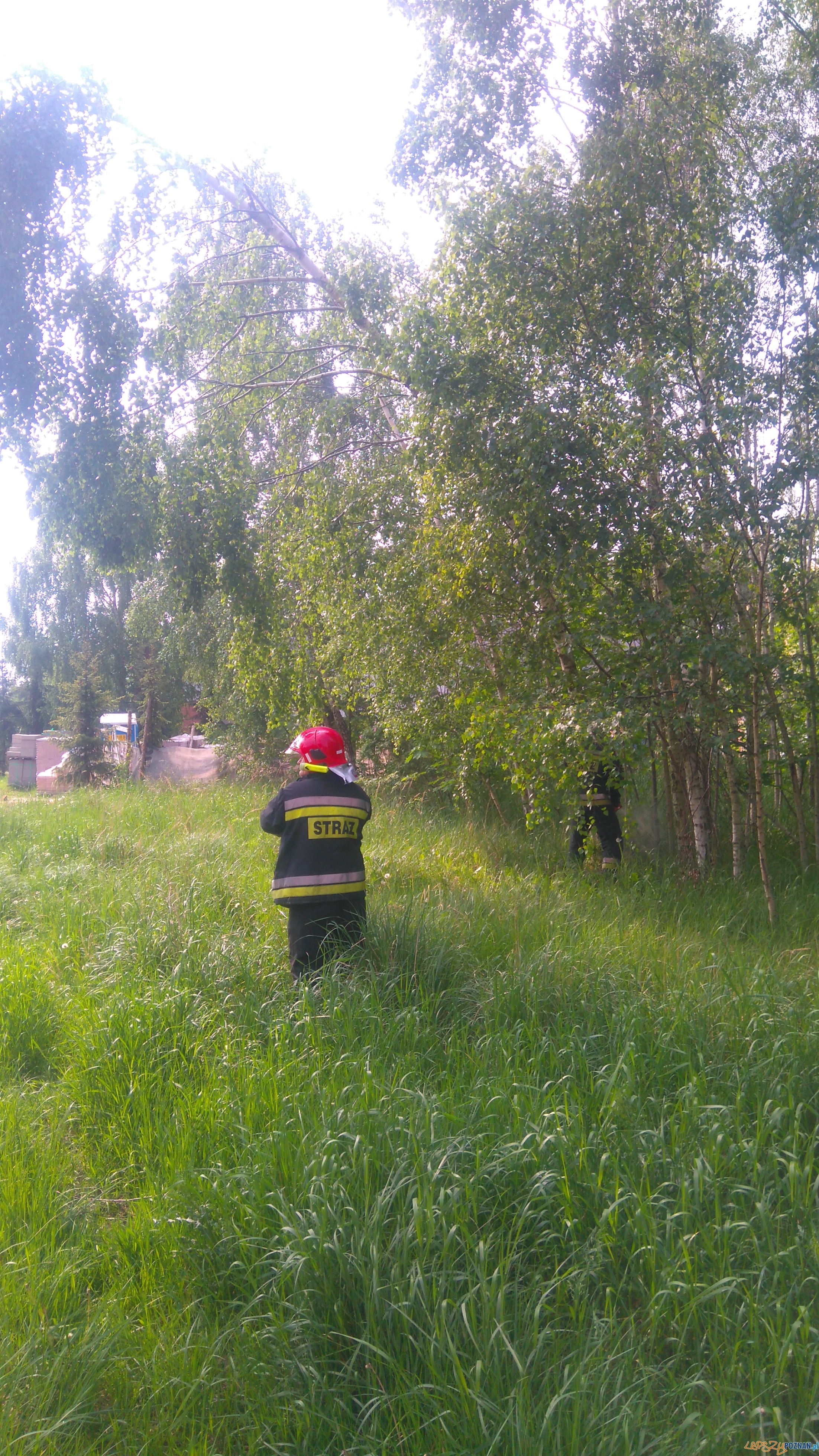 Niebezpieczne miejsca – pochylone drzewo Foto: Straż Miejska Niebezpieczne miejsca – pochylone drzewo Foto: Straż Miejska