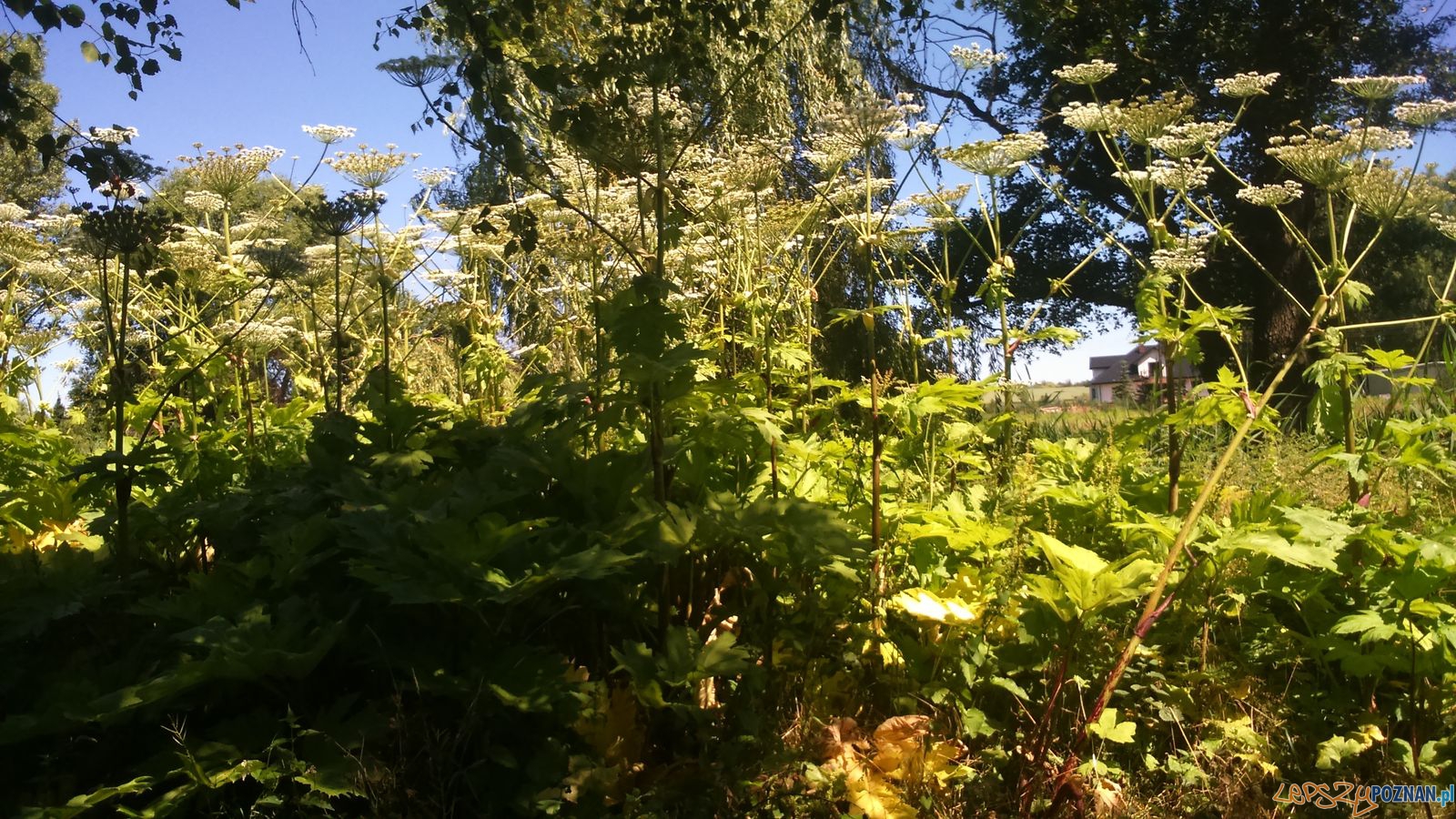 Barszcz Sosnowskiego (1) Foto: Straż Miejska Barszcz Sosnowskiego (1) Foto: Straż Miejska