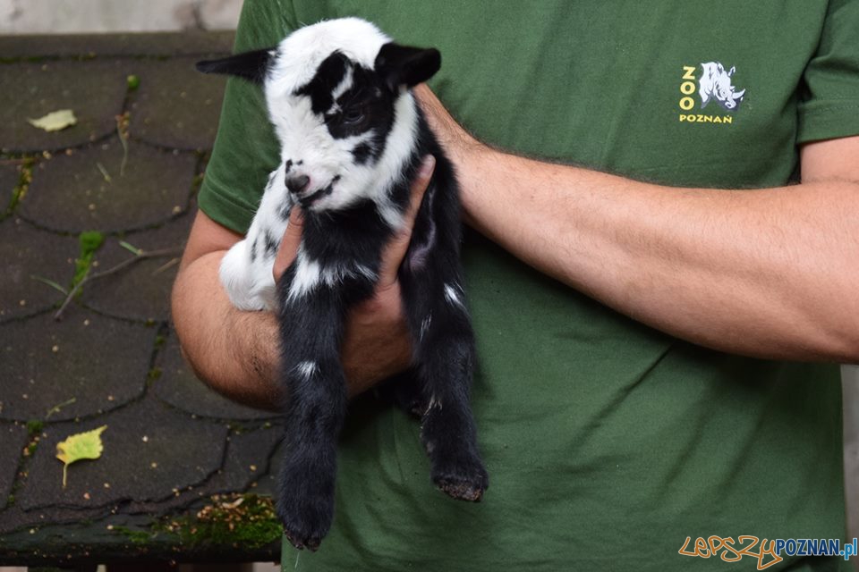 Nowe maluchy w cologu Foto: ZOO POZNAŃ Nowe maluchy w cologu Foto: ZOO POZNAŃ