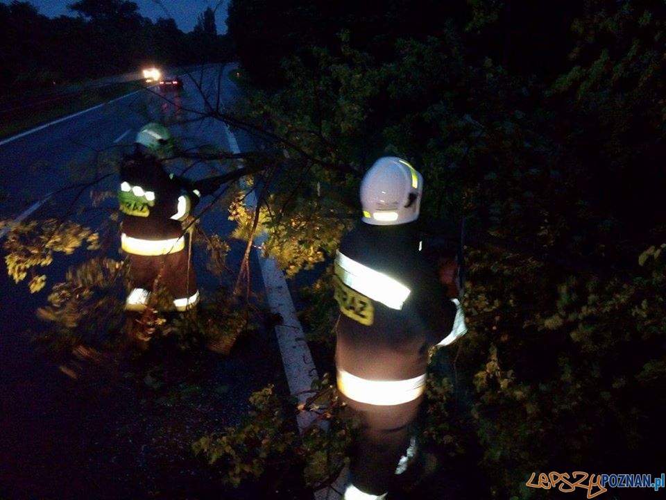 Drzewo na DK92 w Siedlcu Foto: OSP Kostrzyn Drzewo na DK92 w Siedlcu Foto: OSP Kostrzyn