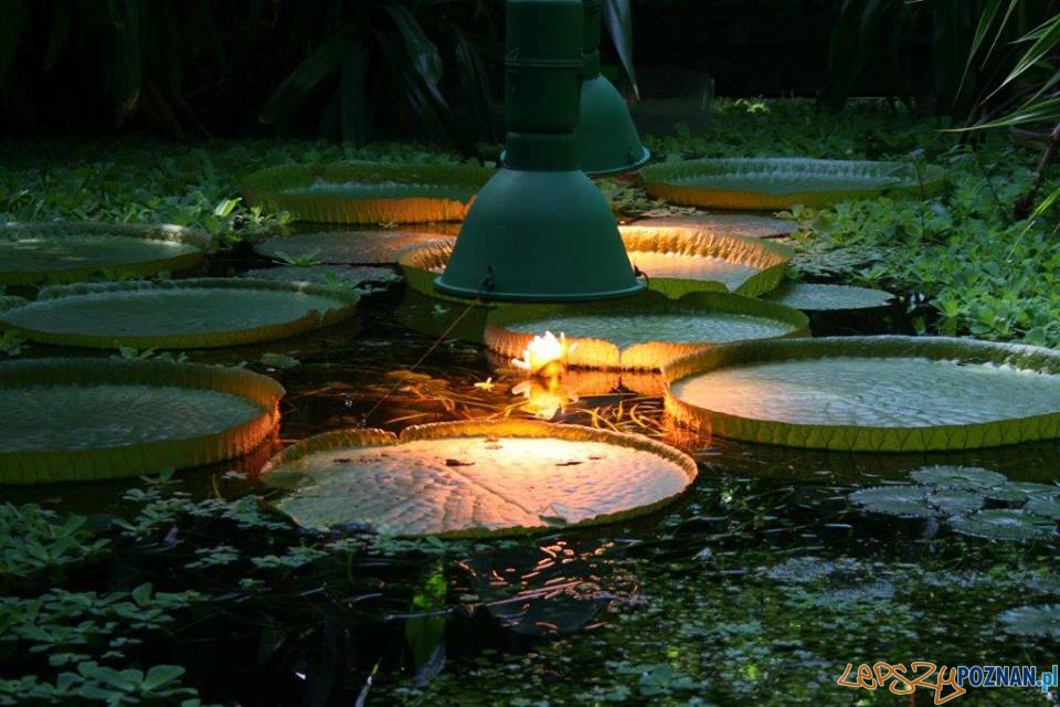 Palmiarnia Poznańska Foto: Palmiarnia Poznańska Palmiarnia Poznańska Foto: Palmiarnia Poznańska