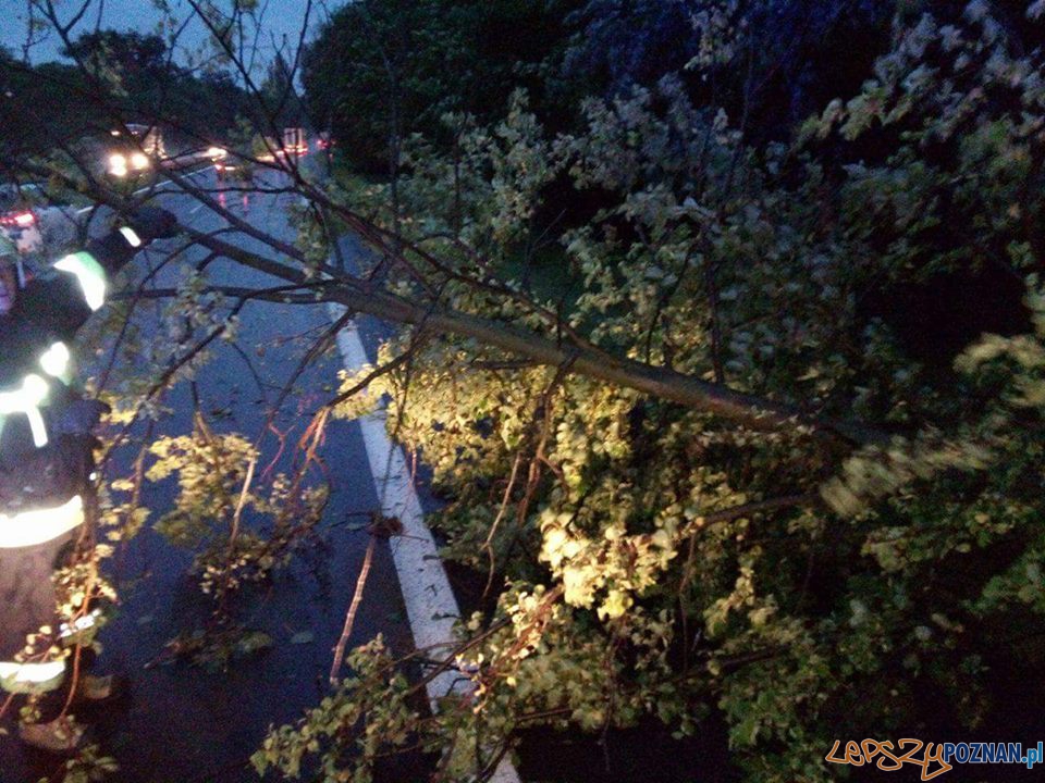 Drzewo na DK92 w Siedlcu Foto: OSP Kostrzyn Drzewo na DK92 w Siedlcu Foto: OSP Kostrzyn