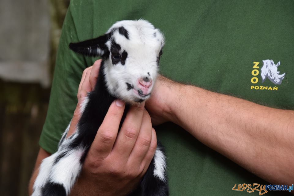 Nowe maluchy w cologu Foto: ZOO POZNAŃ Nowe maluchy w cologu Foto: ZOO POZNAŃ