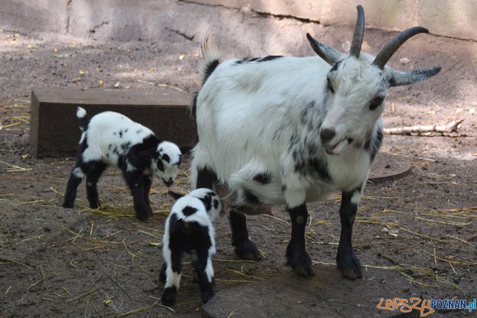 Nowe maluchy w cologu Foto: ZOO POZNAŃ Nowe maluchy w cologu Foto: ZOO POZNAŃ