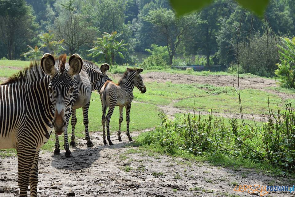 Nowe maluchy w cologu Foto: ZOO POZNAŃ Nowe maluchy w cologu Foto: ZOO POZNAŃ