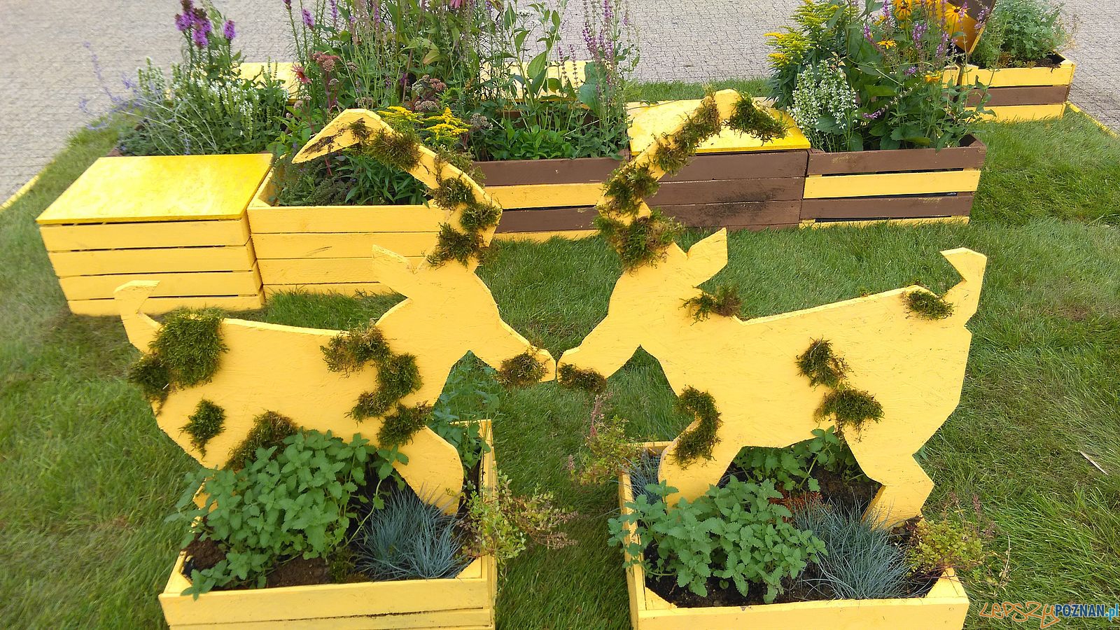 Pomagamy pszczołom - instalacja na Placu Wolności Foto: Pomagamy pszczołom - instalacja na Placu Wolności Foto: