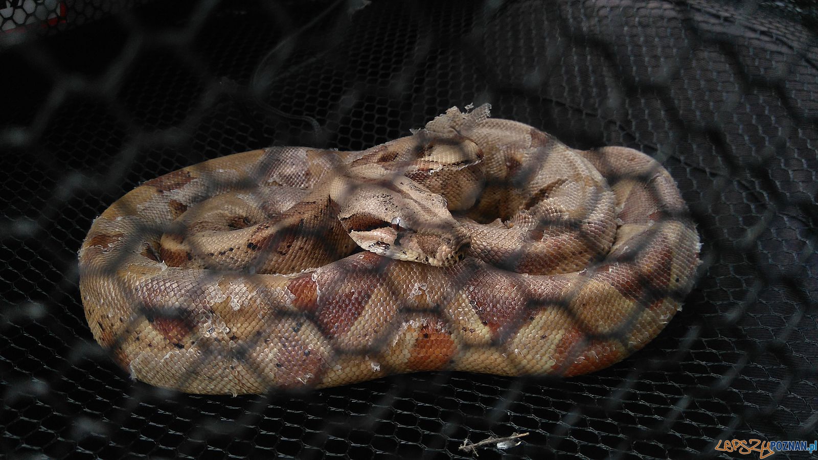 Boa dusiciel schwytany przez Straż Miejską Foto: Boa dusiciel schwytany przez Straż Miejską Foto: