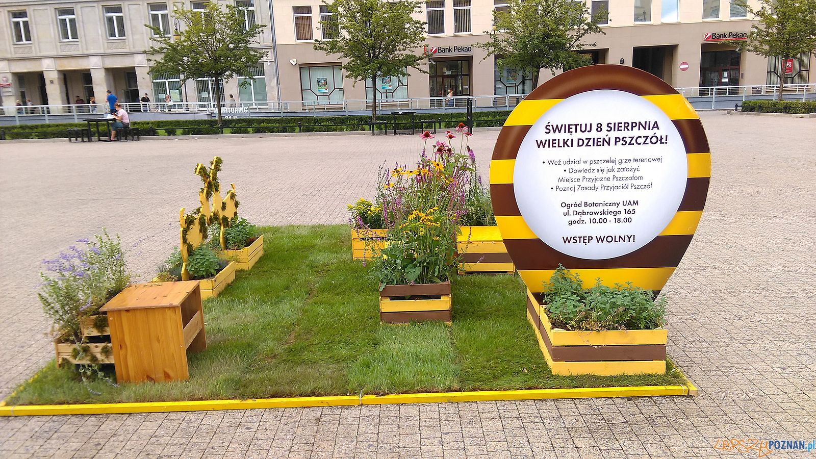 Pomagamy pszczołom - instalacja na Placu Wolności Foto: Pomagamy pszczołom - instalacja na Placu Wolności Foto: