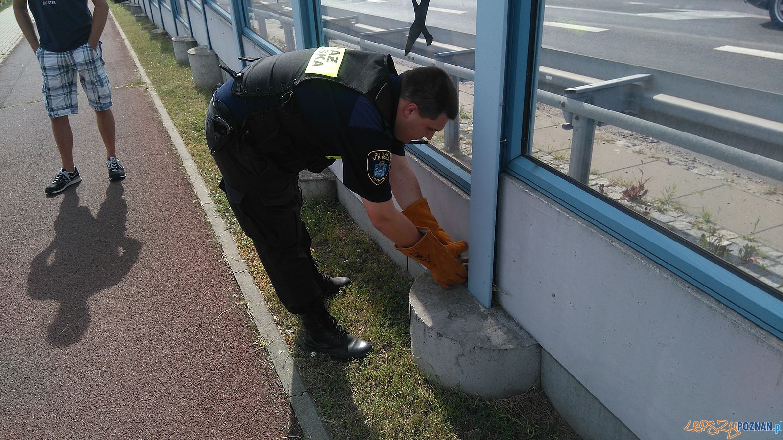 Boa dusiciel na wolności - interwencja Straży Miejskiej Foto: Straż Miejska Boa dusiciel na wolności - interwencja Straży Miejskiej Foto: Straż Miejska