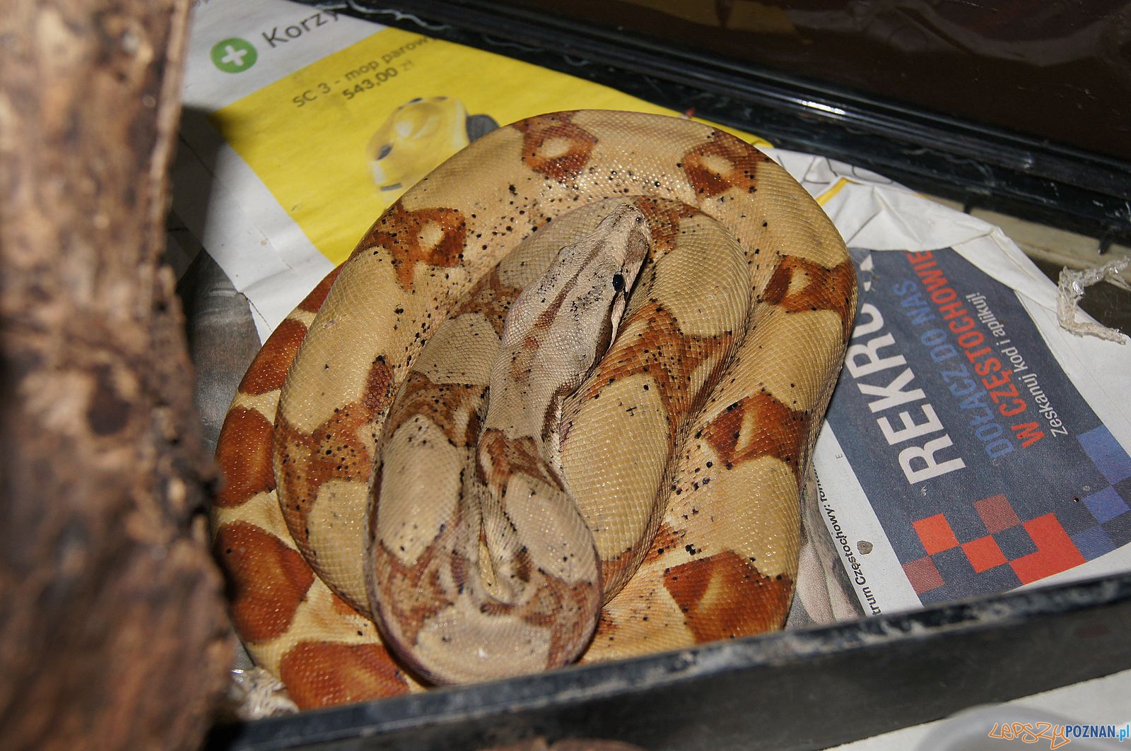 Bosa dusiciel z ulicy Głogowskiej Foto: Straż Miejska Bosa dusiciel z ulicy Głogowskiej Foto: Straż Miejska