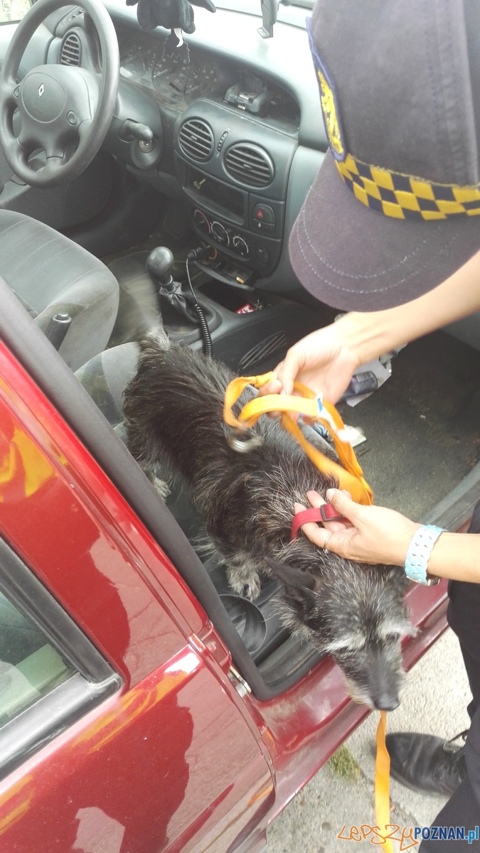 Kejter uwięziony w rozgrzanym samochodzie Foto: Straż Miejska Poznań Kejter uwięziony w rozgrzanym samochodzie Foto: Straż Miejska Poznań