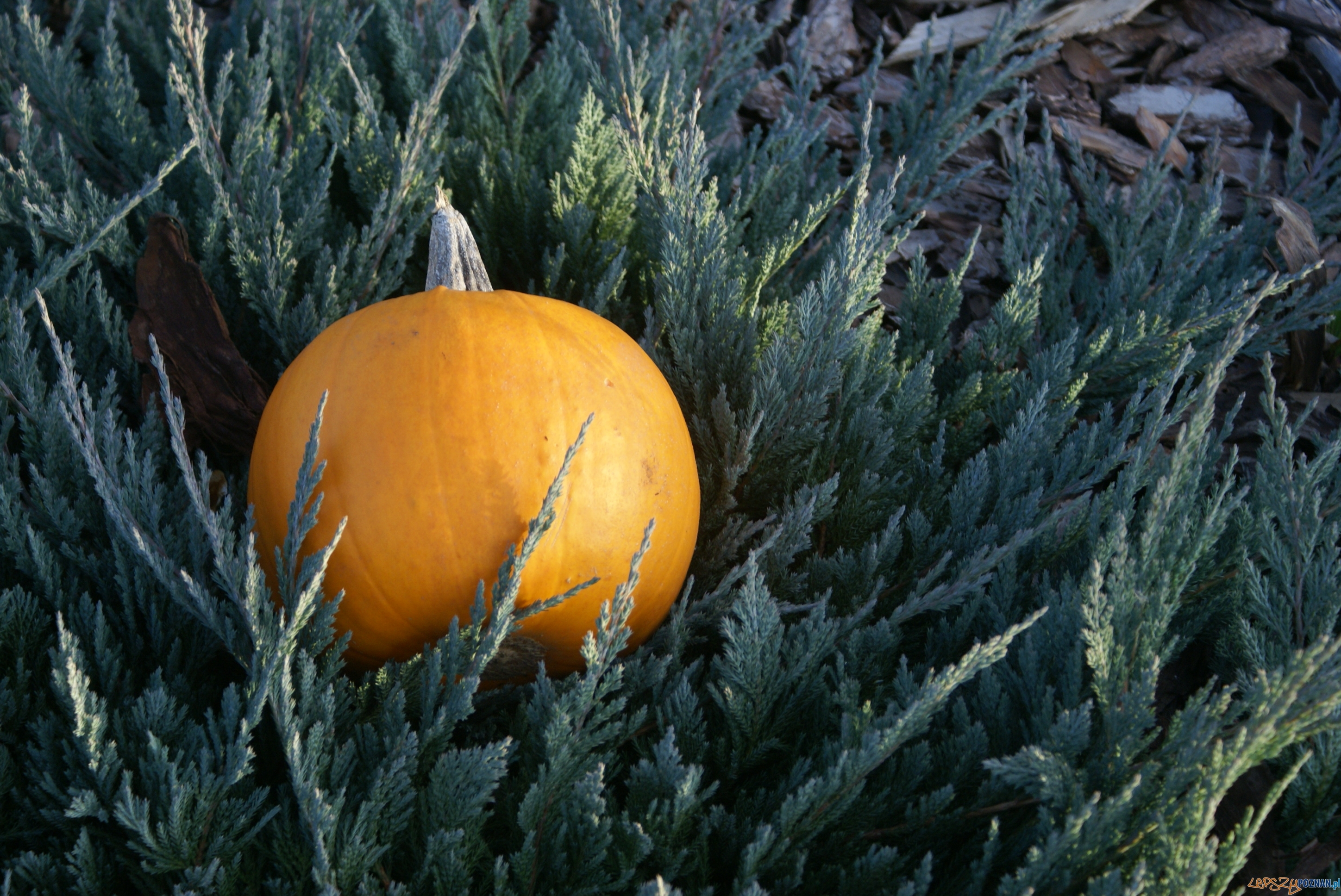 Dynia - korbol Foto: ExPress / materiały prasowe Dynia - korbol Foto: ExPress / materiały prasowe