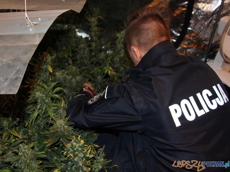 W mieszkaniu znaleziono plantację marihuany i... Foto: KWP w Poznaniu W mieszkaniu znaleziono plantację marihuany i... Foto: KWP w Poznaniu