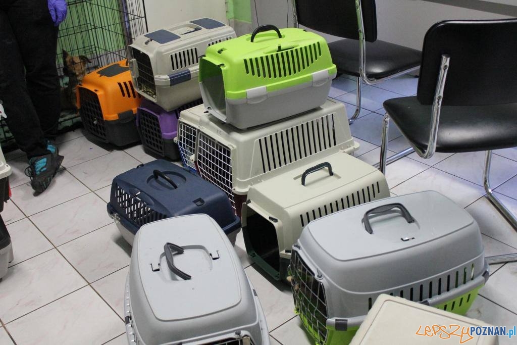 Kto przygarnie koty? Foto: Kto przygarnie koty? Foto: