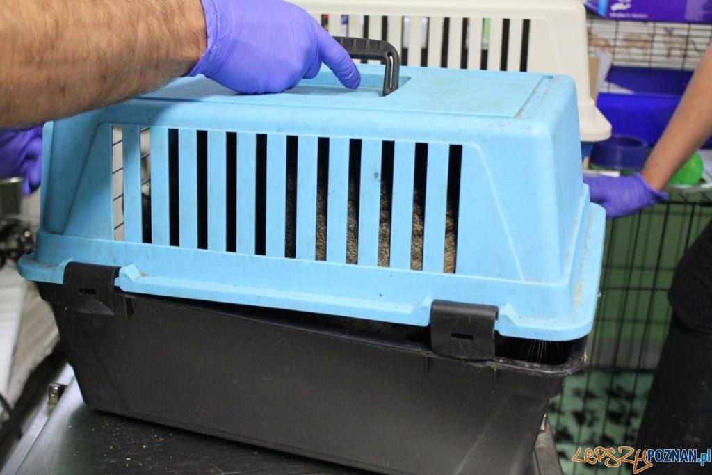 Kto przygarnie koty? Foto: Kto przygarnie koty? Foto: