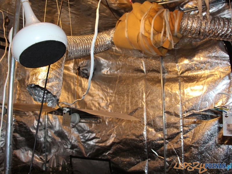 W mieszkaniu znaleziono plantację marihuany i... Foto: KWP w Poznaniu W mieszkaniu znaleziono plantację marihuany i... Foto: KWP w Poznaniu