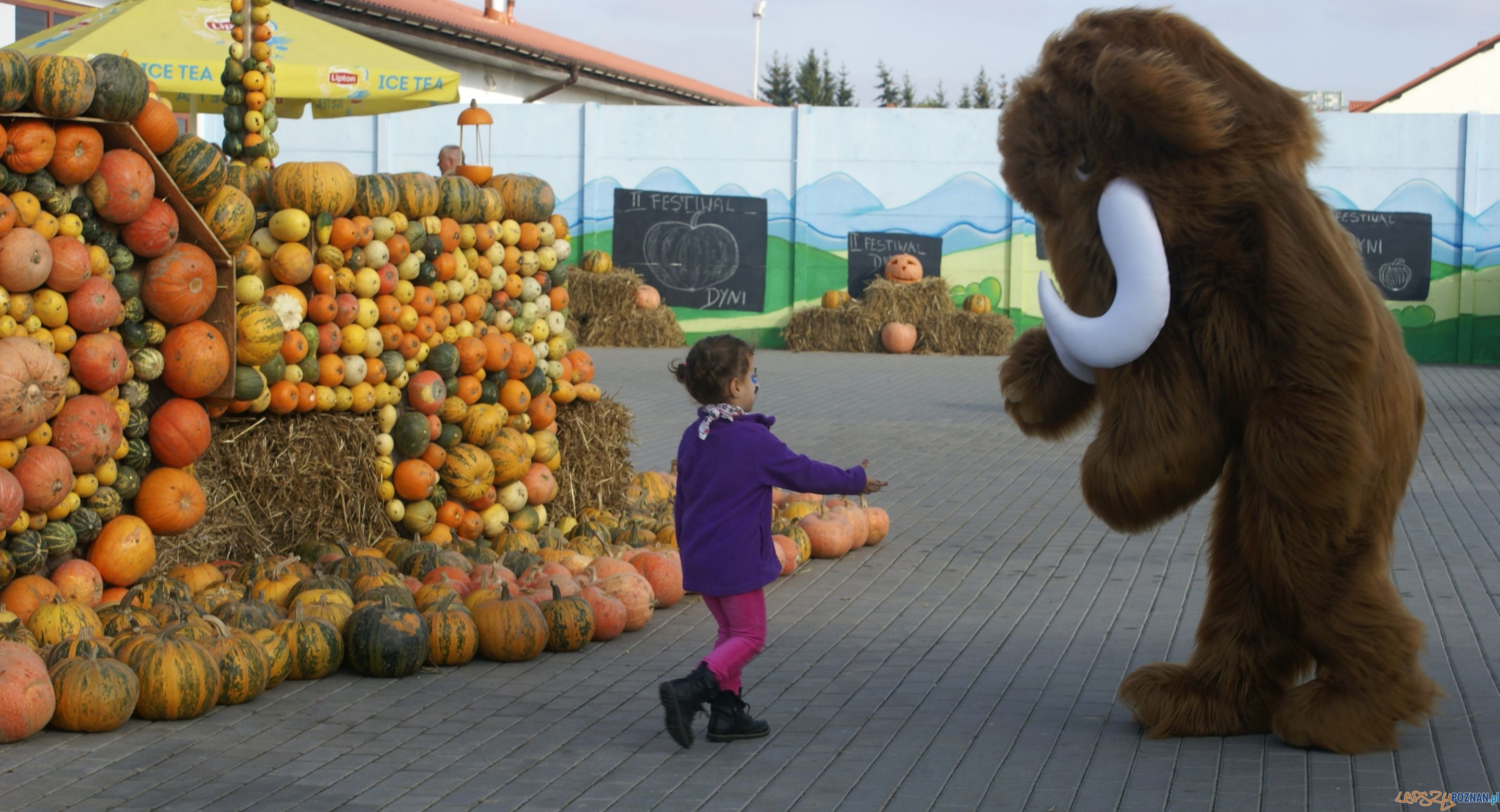 Festiwal Korbola Foto: ExPress / materiały prasowe Festiwal Korbola Foto: ExPress / materiały prasowe