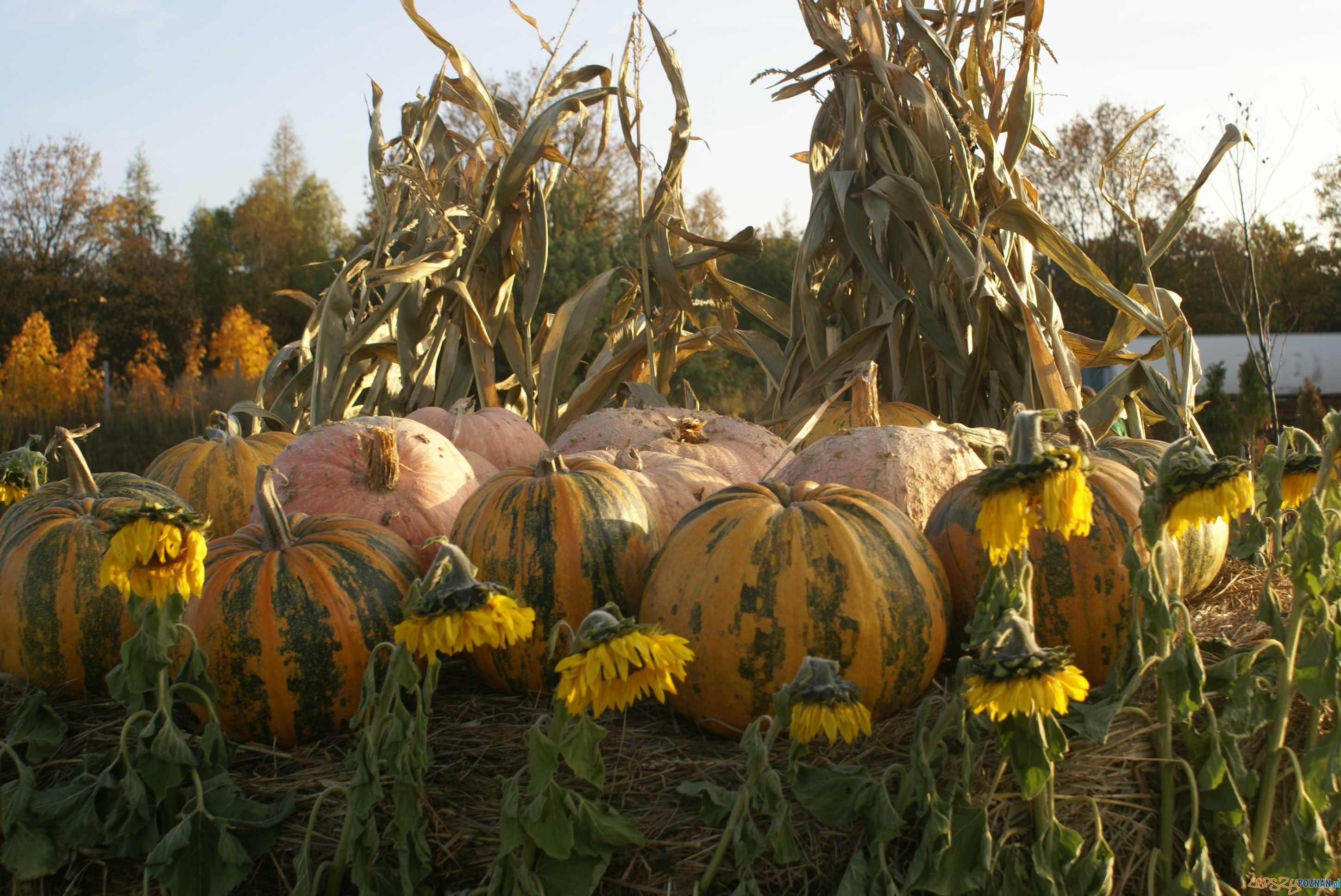 Festiwal Korbola Foto: ExPress / materiały prasowe Festiwal Korbola Foto: ExPress / materiały prasowe