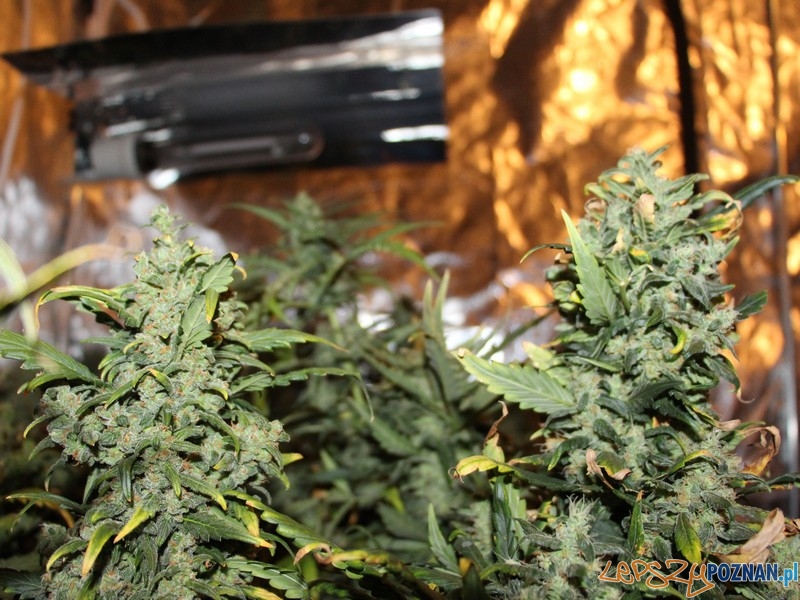 W mieszkaniu znaleziono plantację marihuany i... Foto: KWP w Poznaniu W mieszkaniu znaleziono plantację marihuany i... Foto: KWP w Poznaniu