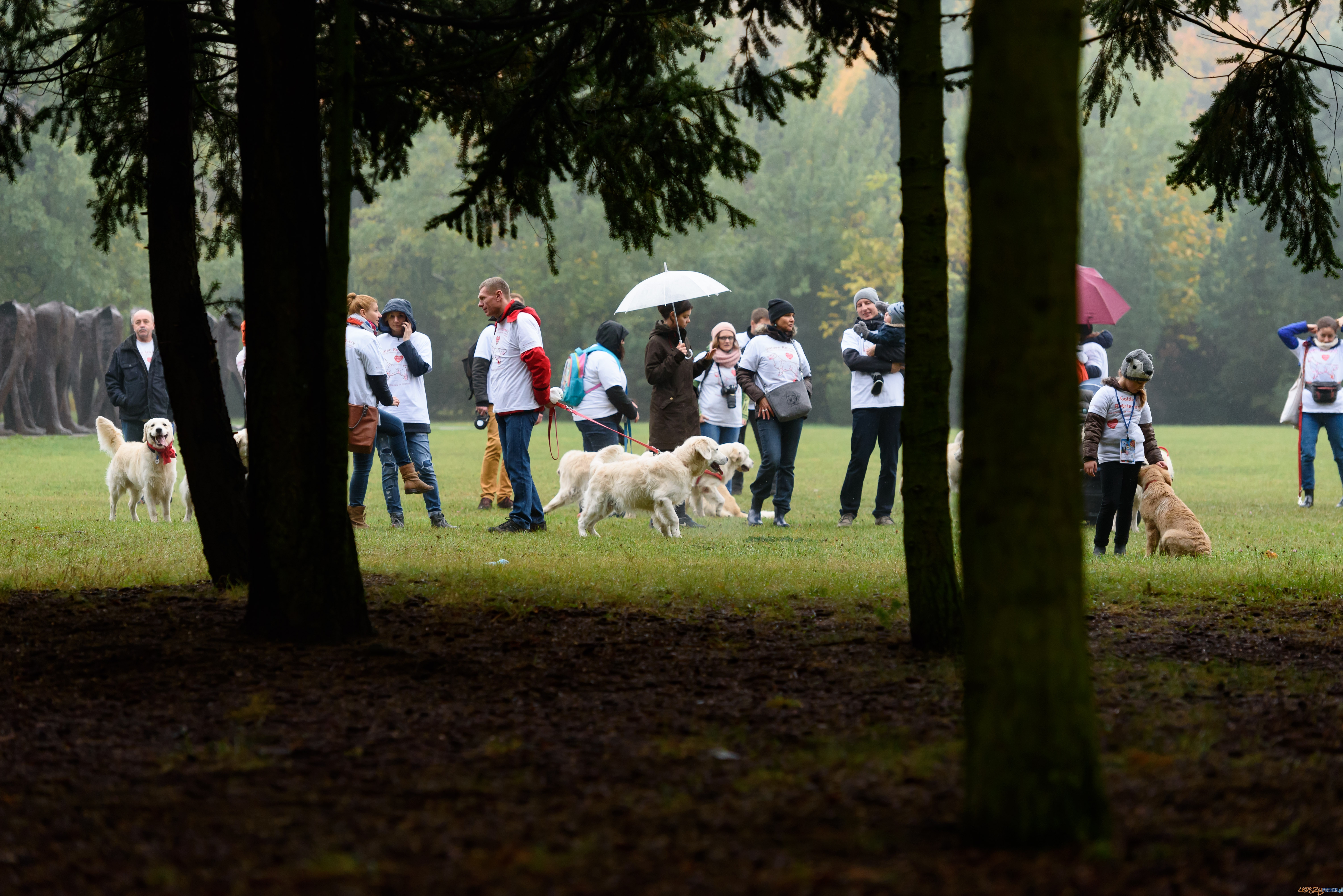 golden retriever Jurek Owsiak Foto: Kuba Kaczmarczyk golden retriever Jurek Owsiak Foto: Kuba Kaczmarczyk