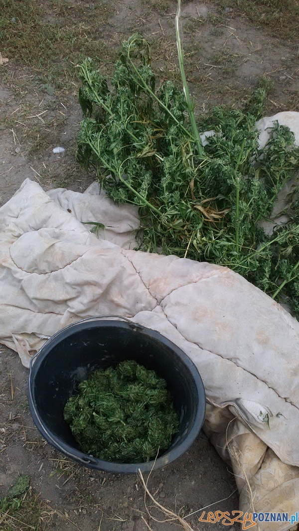 Marihuana nadal nielegalna, plantatorzy ścigani Foto: KWP w Poznaniu Marihuana nadal nielegalna, plantatorzy ścigani Foto: KWP w Poznaniu