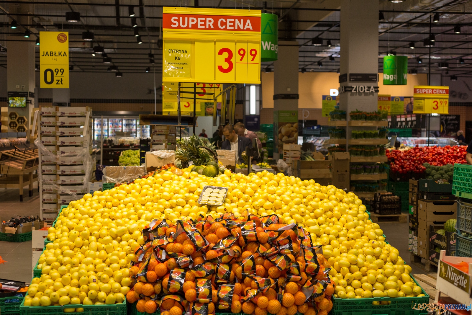 Cytryny Foto: lepszyPOZNAN.pl / Piotr Rychter Cytryny Foto: lepszyPOZNAN.pl / Piotr Rychter