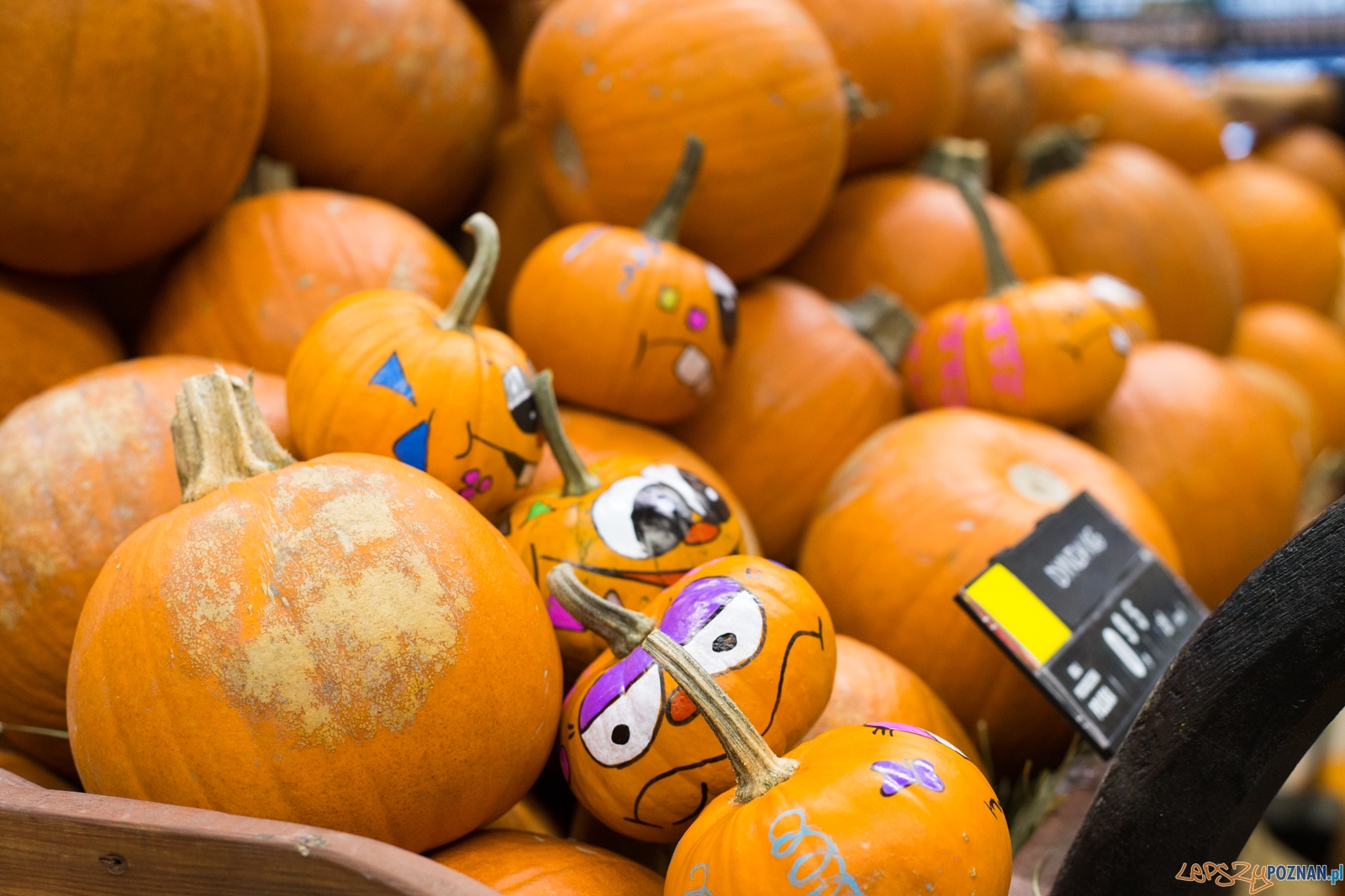 Dynie Foto: lepszyPOZNAN.pl / Piotr Rychter Dynie Foto: lepszyPOZNAN.pl / Piotr Rychter